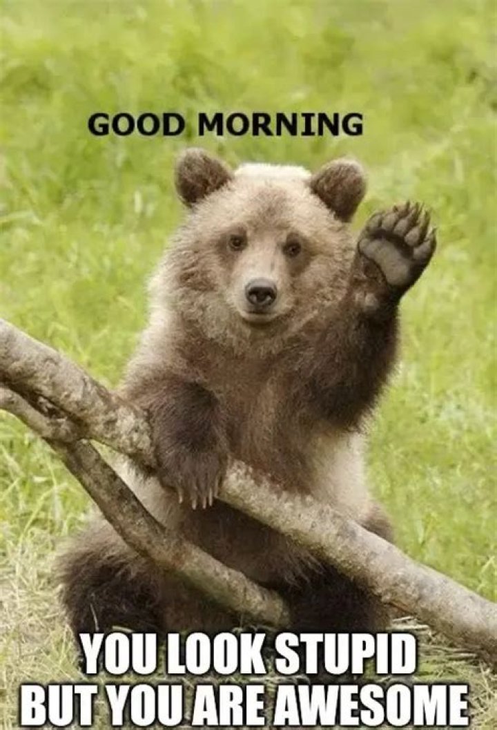 Funny Memes Good Morning