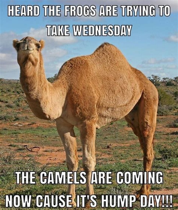 Hump Day Memes