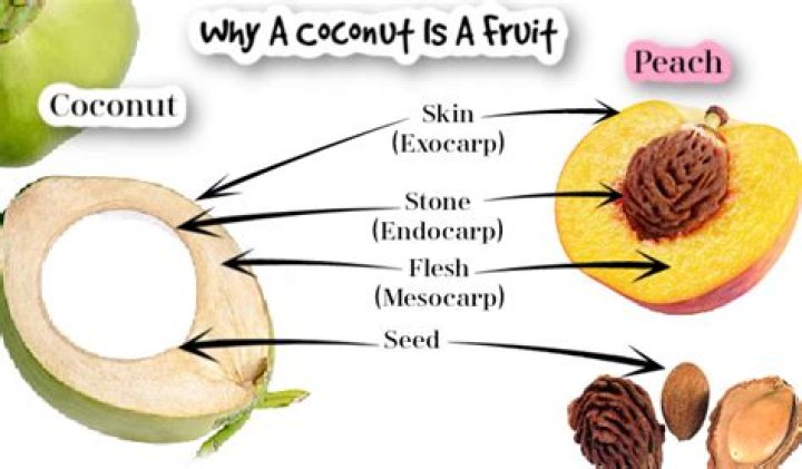 Is A Coconut A Fruit Or Nut