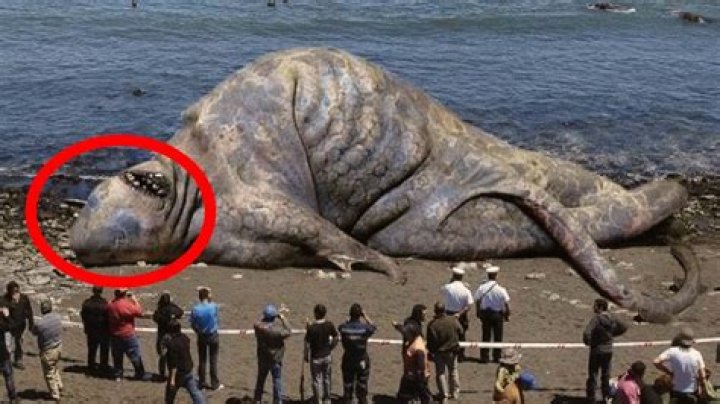 Most Scariest Animals On Earth