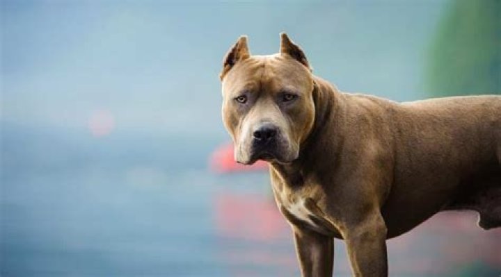 Most Scary Dog Breeds