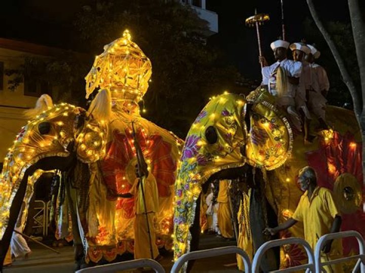 Unveiling The Multifaceted World Of Kandy Muse: Discoveries And Insights