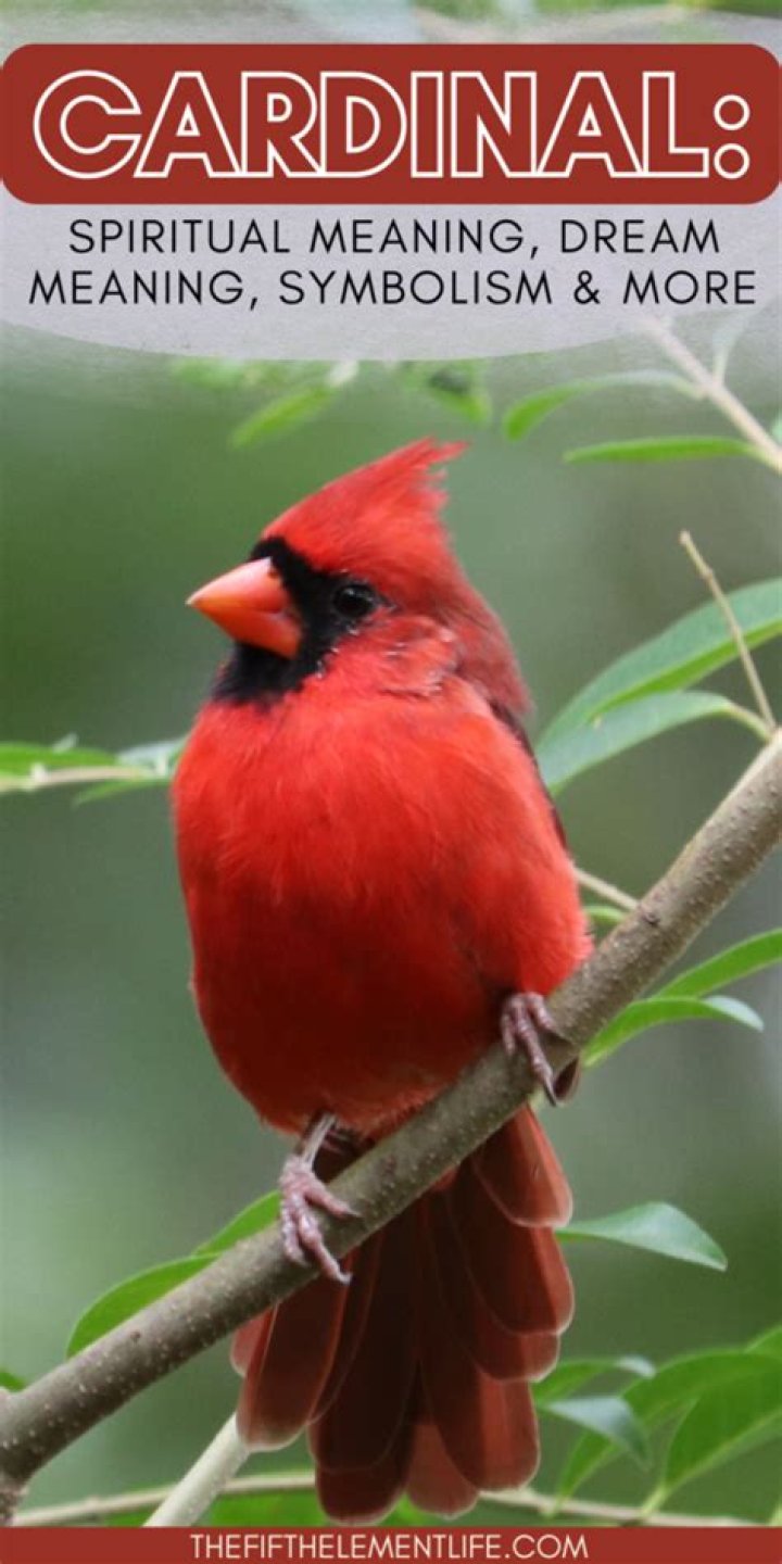 What Do Cardinals Represent